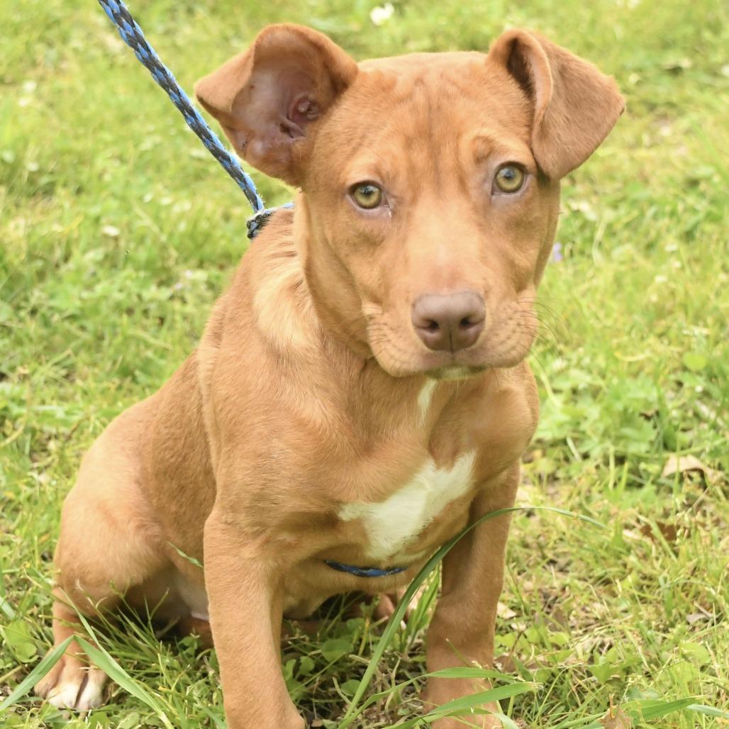 Enlarge Ava, a Adoptable mixed breed in Natchez, MS image 4/4