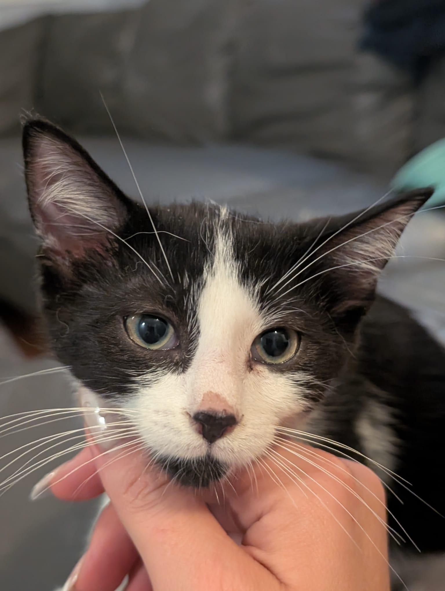 Enlarge Burt, a Adopted Domestic Short Hair in Acton, ON image 2/3