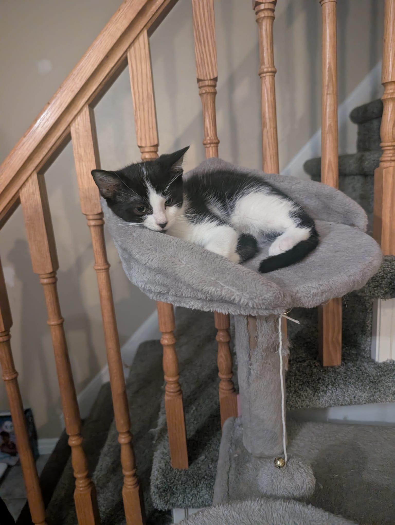 Enlarge Burt, a Adopted Domestic Short Hair in Acton, ON image 3/3