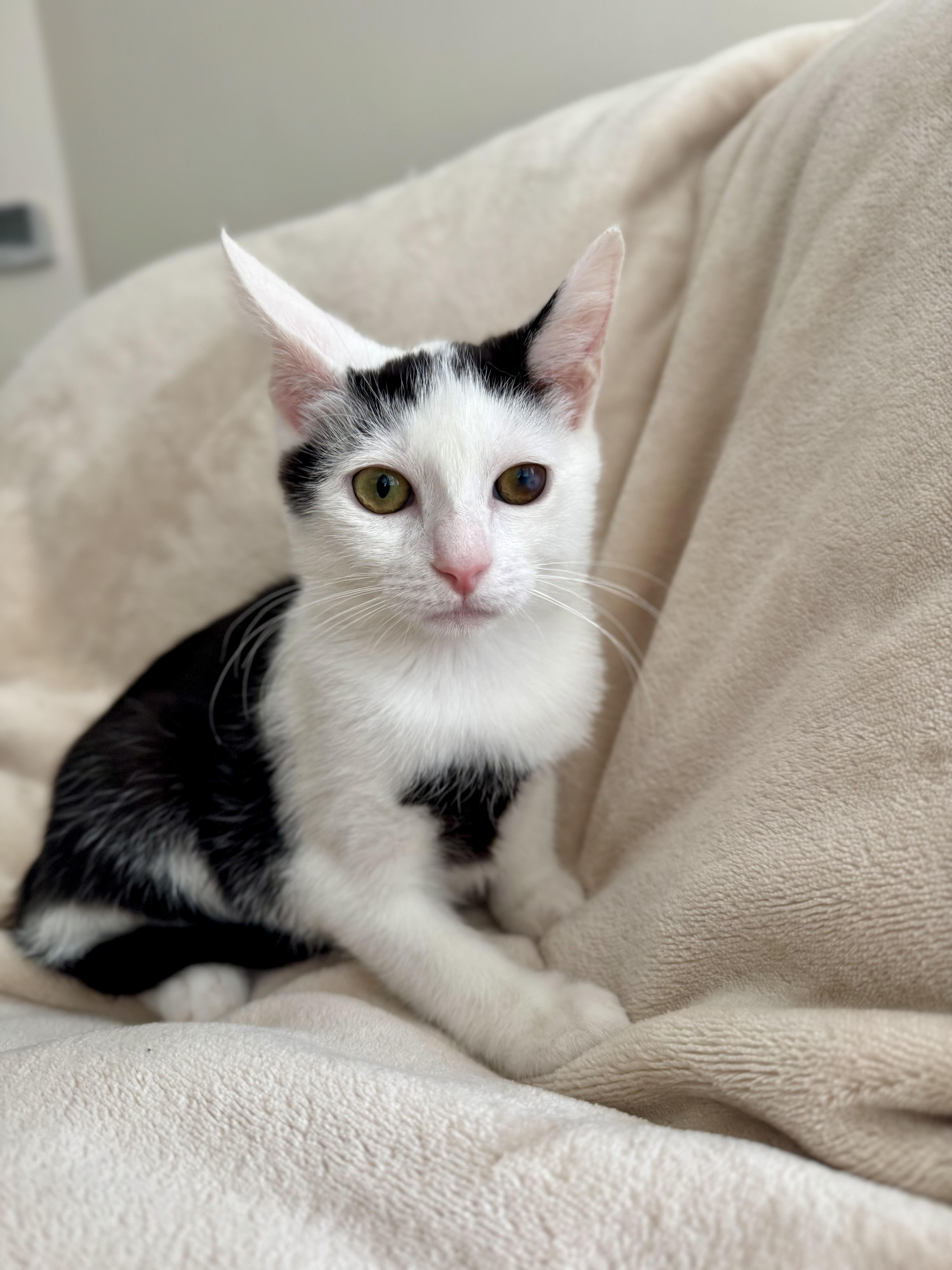 Enlarge Cookie, a Adoptable Domestic Short Hair in Nutley, NJ image 3/4