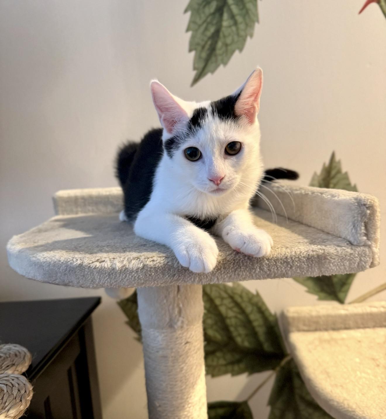 Enlarge Cookie, a Adoptable Domestic Short Hair in Nutley, NJ image 2/4