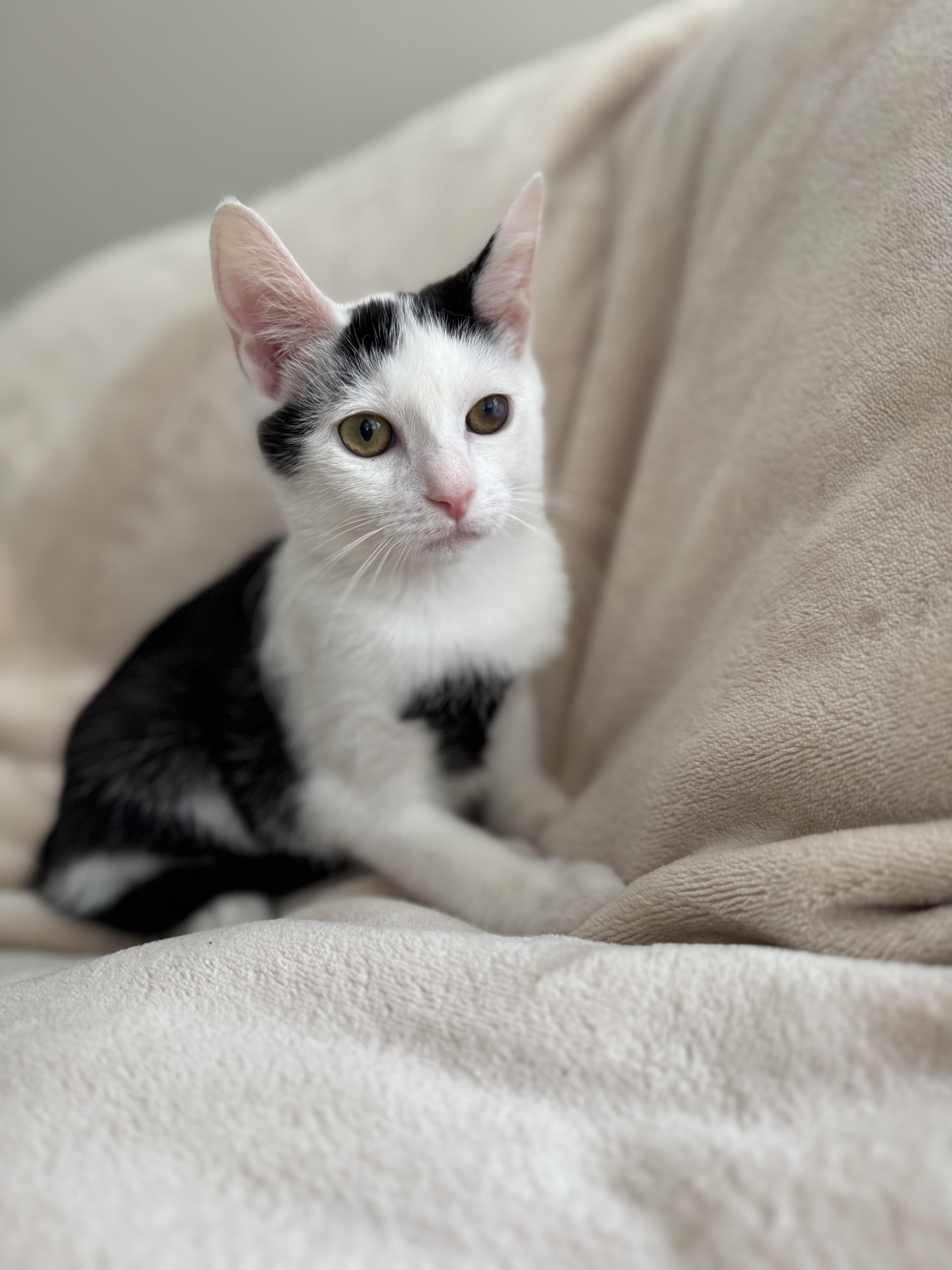 Enlarge Cookie, a Adoptable Domestic Short Hair in Nutley, NJ image 4/4