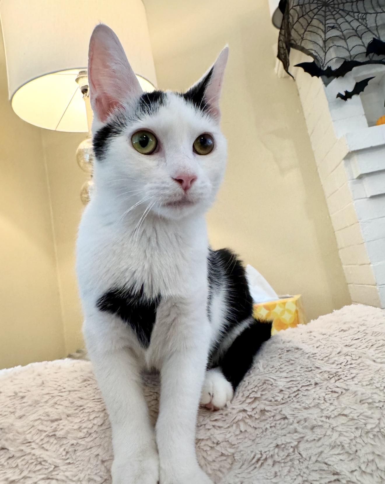 Cookie, Adoptable, Kitten Female Domestic Short Hair.