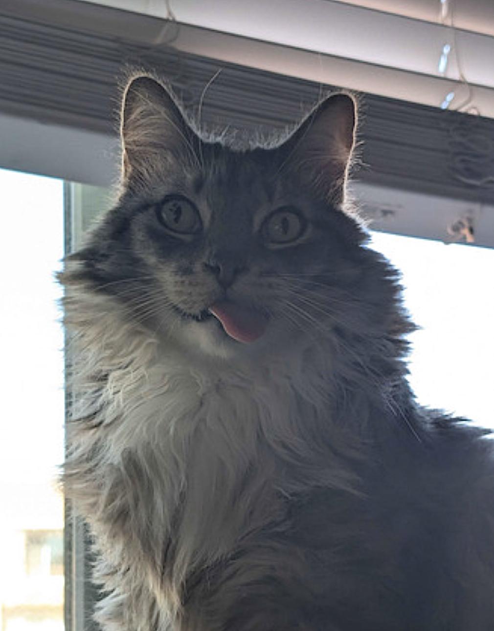 Lancelot — thumbnail 4