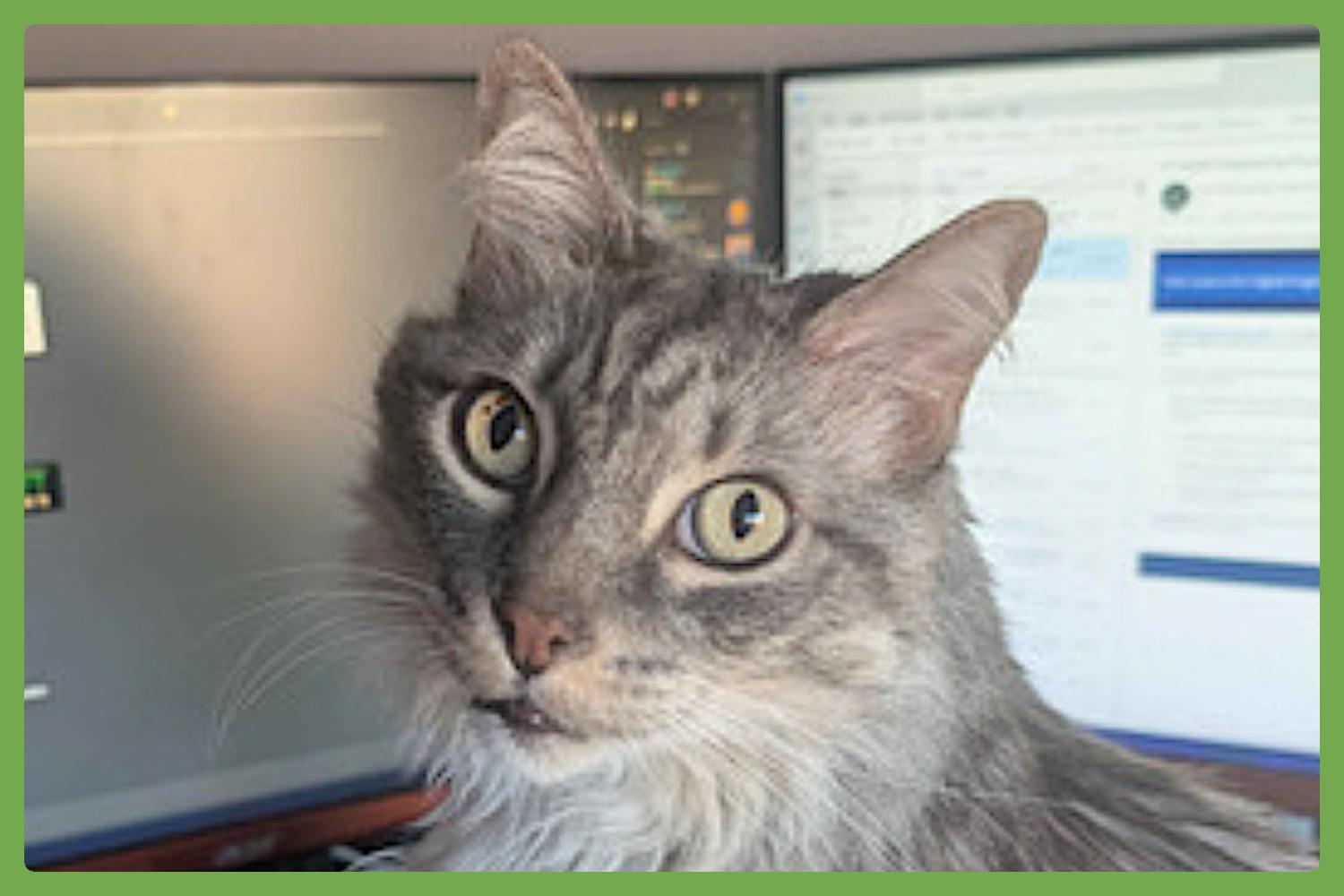 Lancelot — thumbnail 5