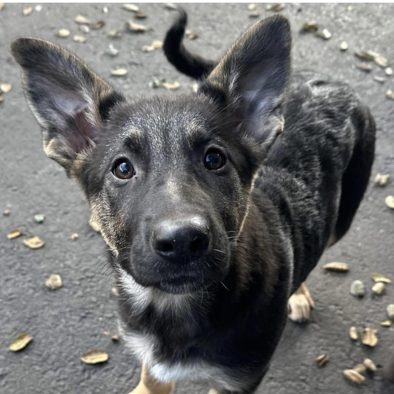 Enlarge Malia, a ADOPTABLE German Shepherd Dog in Santa Rosa, CA image 1/1