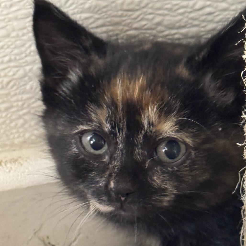 Justice, a Adoptable Domestic Short Hair in Driggs, ID image 1/3