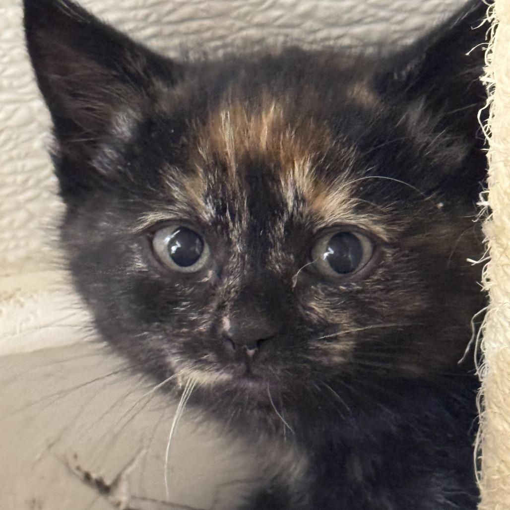 Justice, a Adoptable Domestic Short Hair in Driggs, ID image 2/3