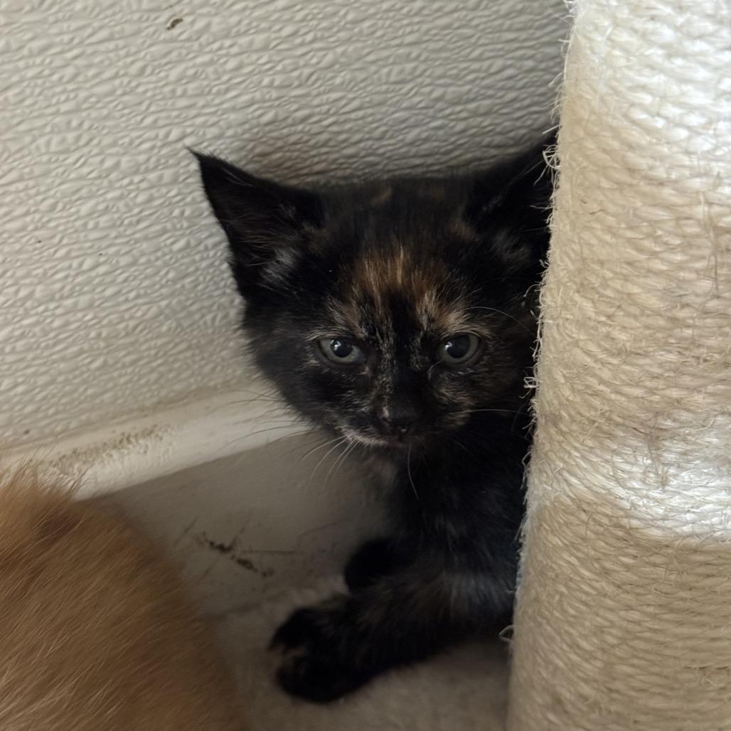 Justice, a Adoptable Domestic Short Hair in Driggs, ID image 3/3
