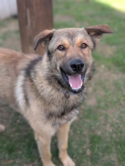 Bruno, Adoptable, Puppy Male Shepherd & Mixed Breed.