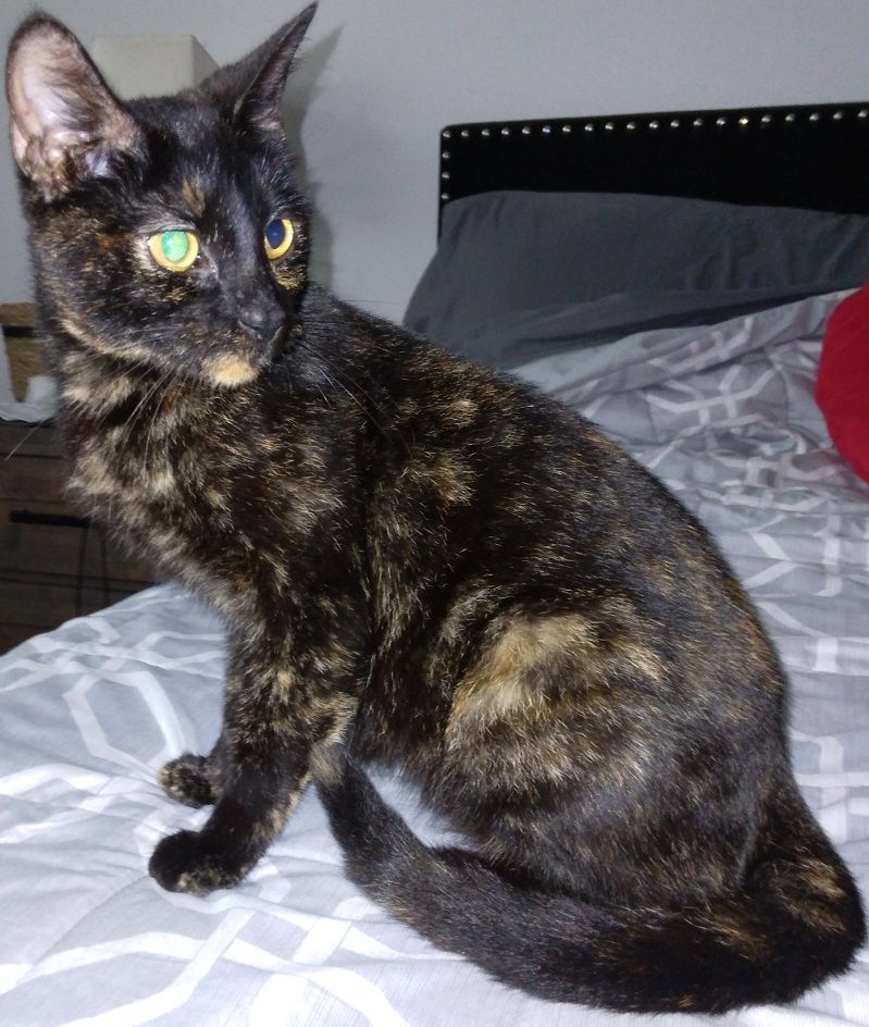 Enlarge Annie - Super sweet girl! (OR-280192), a Adoptable mixed breed in Portland, OR image 1/10