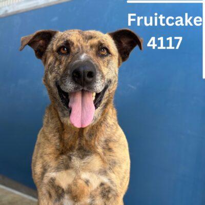 Fruitcake, an adoptable Mixed Breed in Bainbridge, GA_image-1