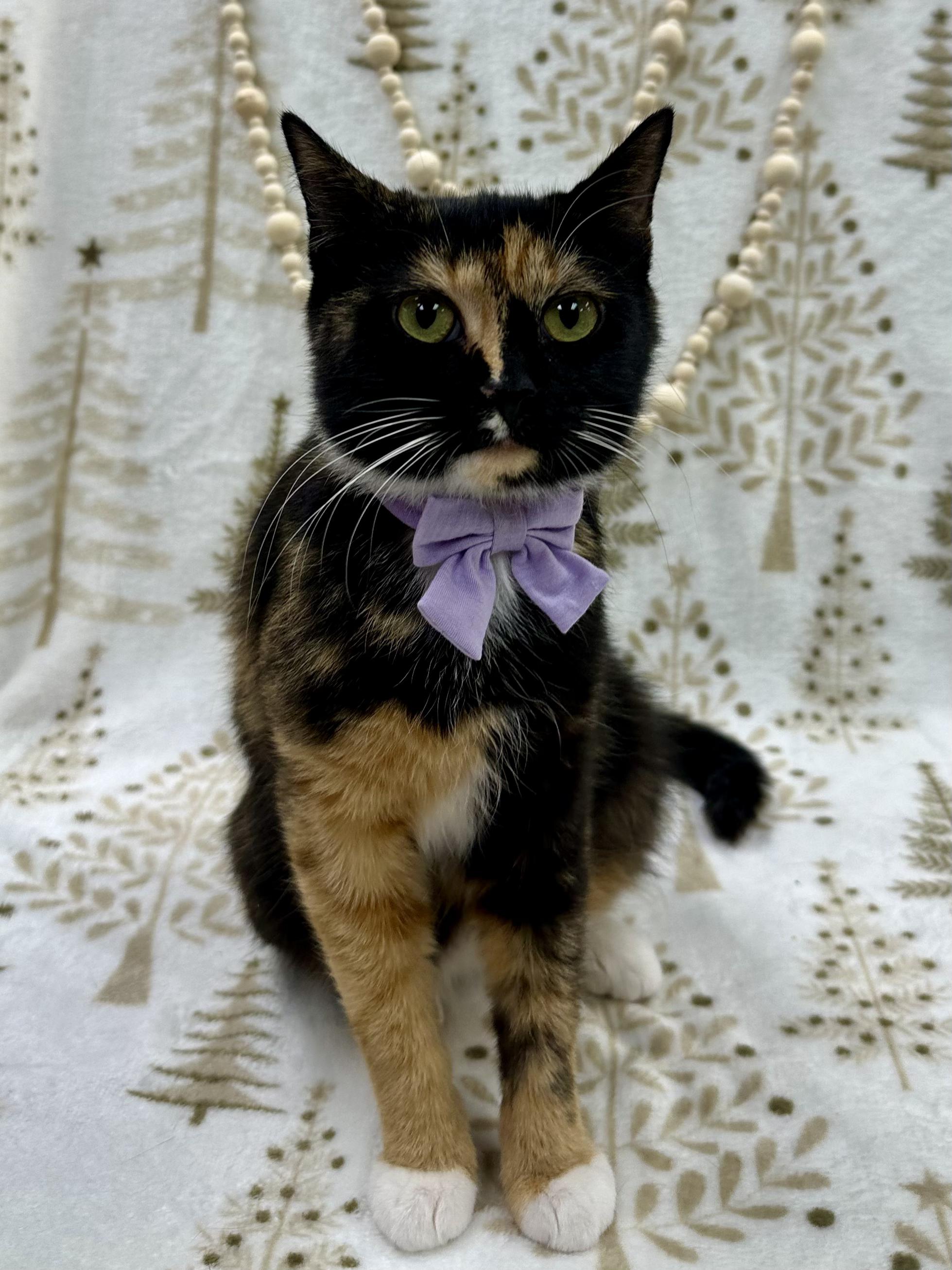 Cass, a ADOPTABLE Domestic Short Hair in Columbus, OH image 1/6