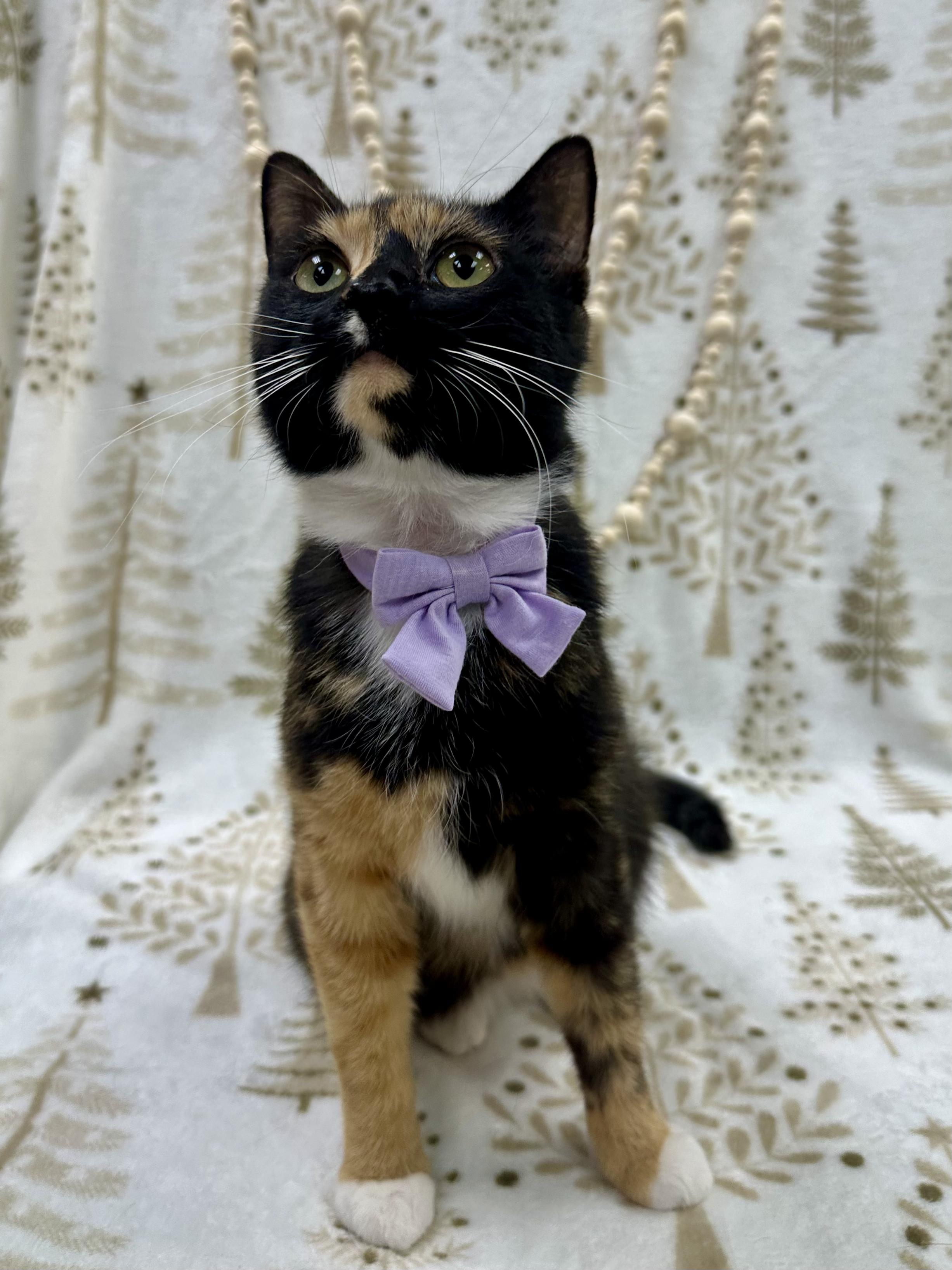 Cass, a ADOPTABLE Domestic Short Hair in Columbus, OH image 2/6