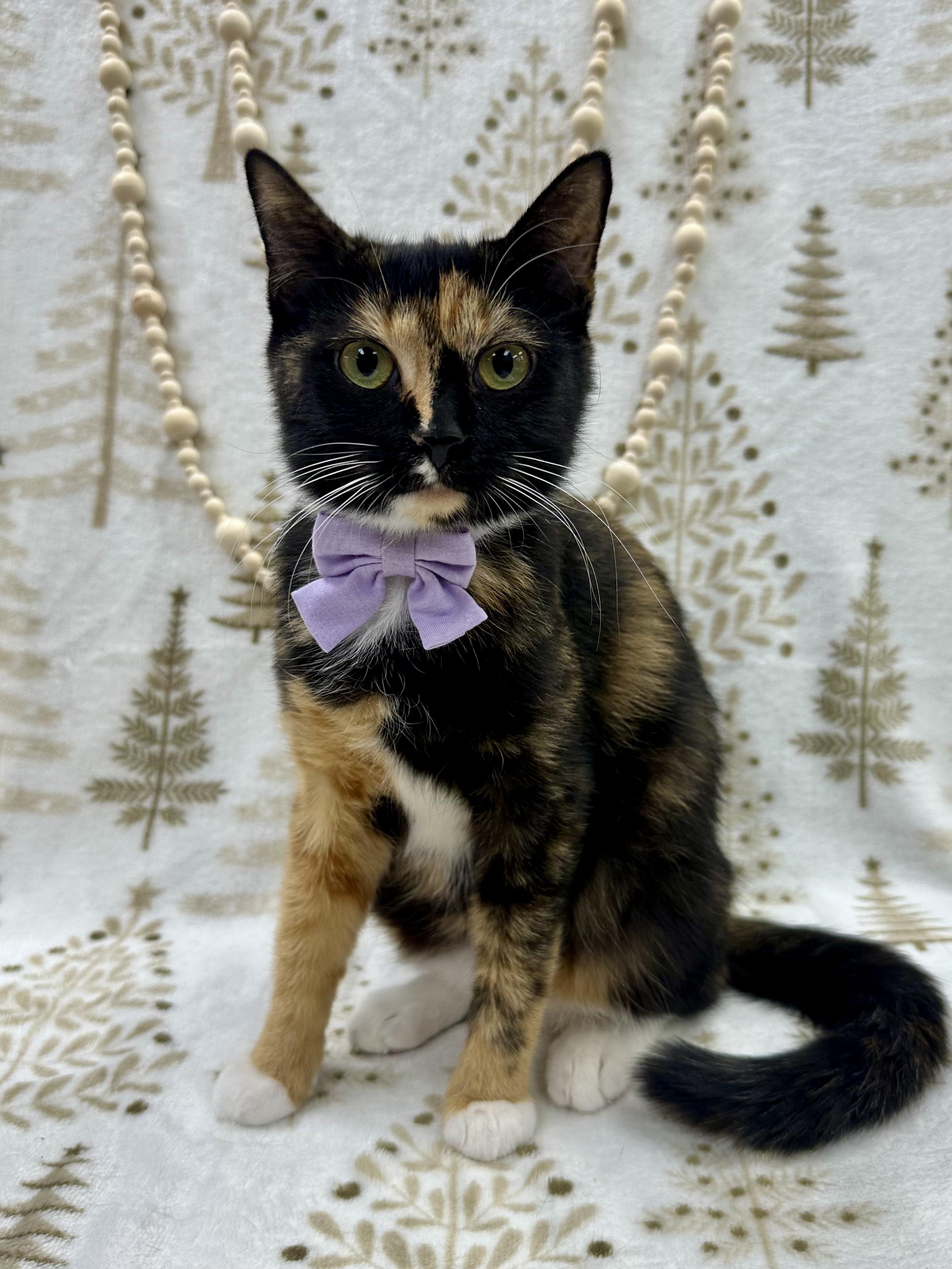 Cass, a ADOPTABLE Domestic Short Hair in Columbus, OH image 3/6