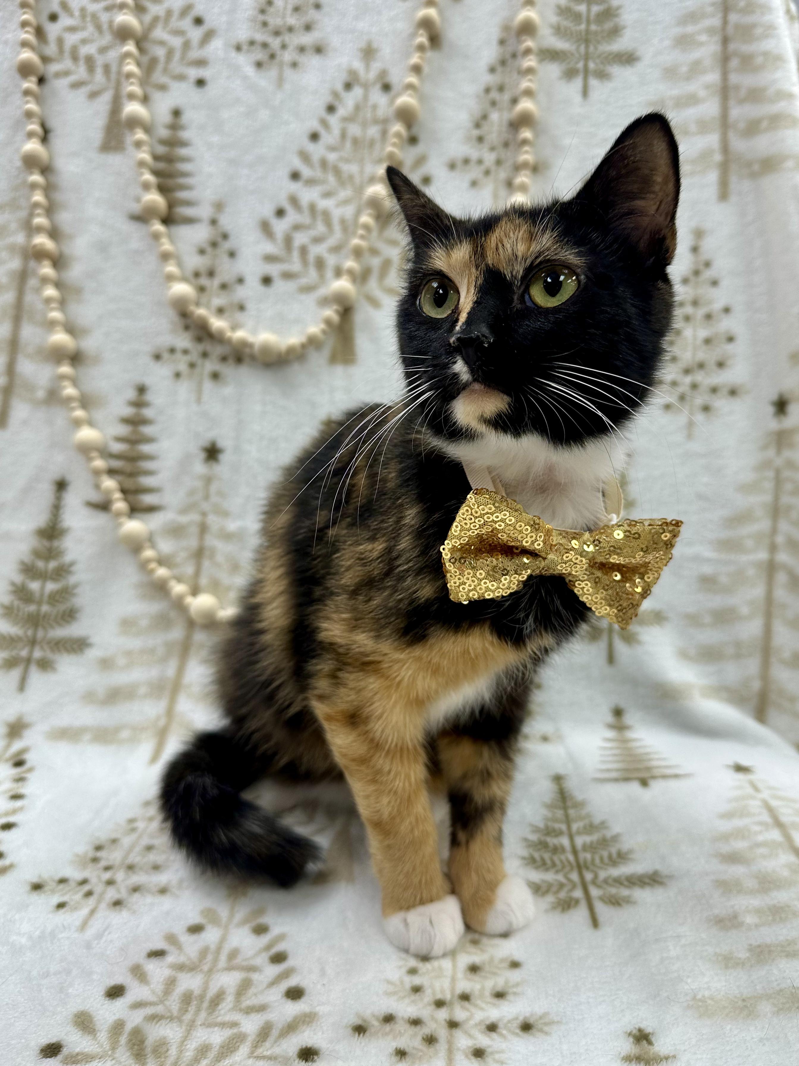 Cass, a ADOPTABLE Domestic Short Hair in Columbus, OH image 4/6