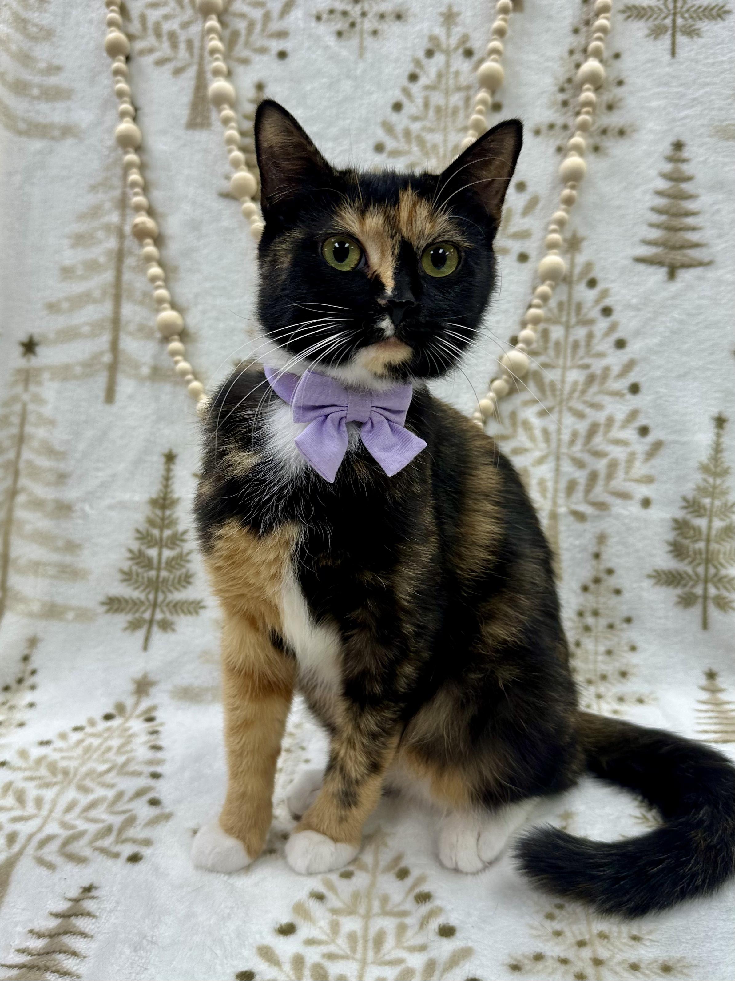 Cass, a ADOPTABLE Domestic Short Hair in Columbus, OH image 5/6