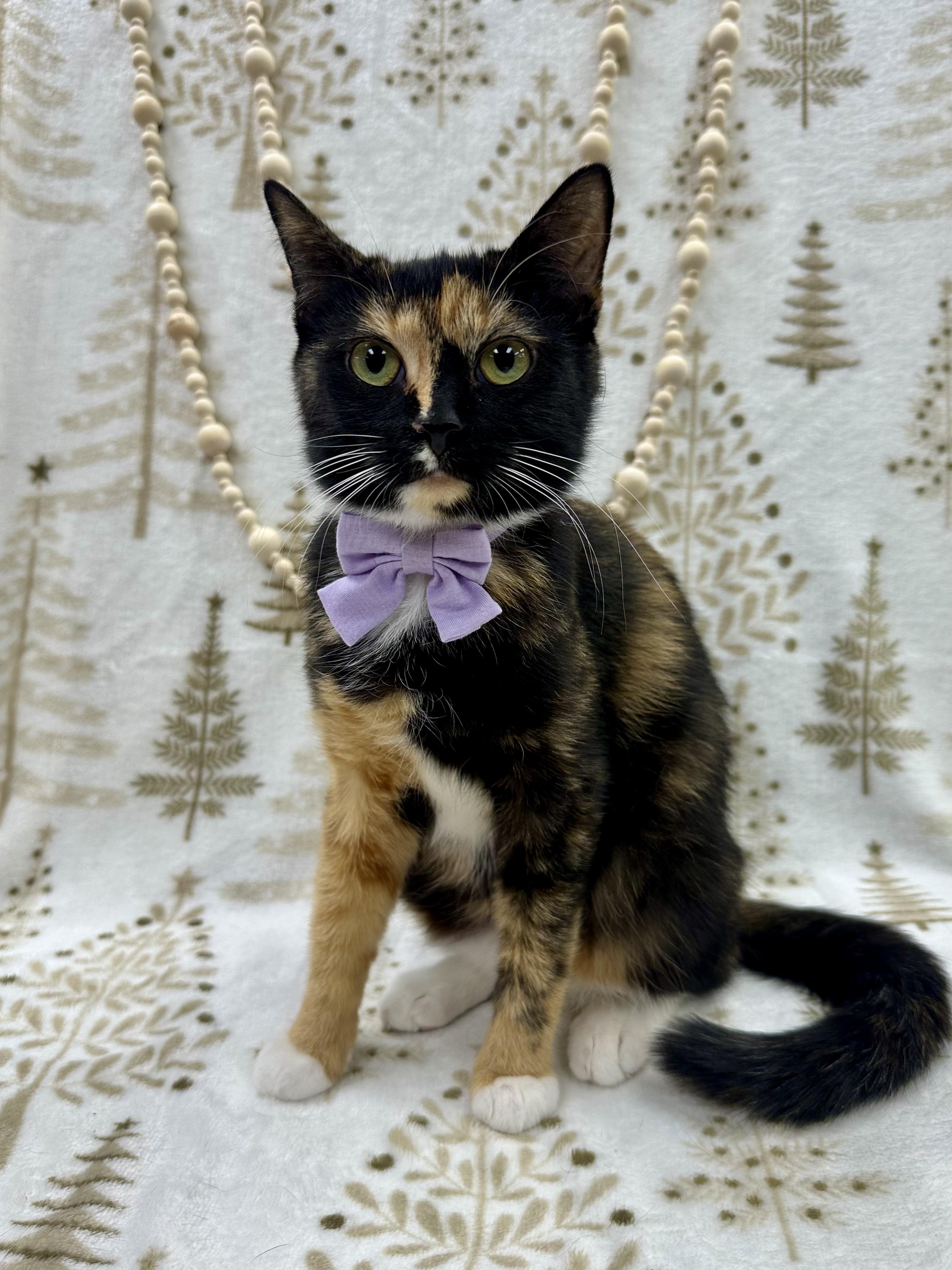 Cass, a ADOPTABLE Domestic Short Hair in Columbus, OH image 6/6