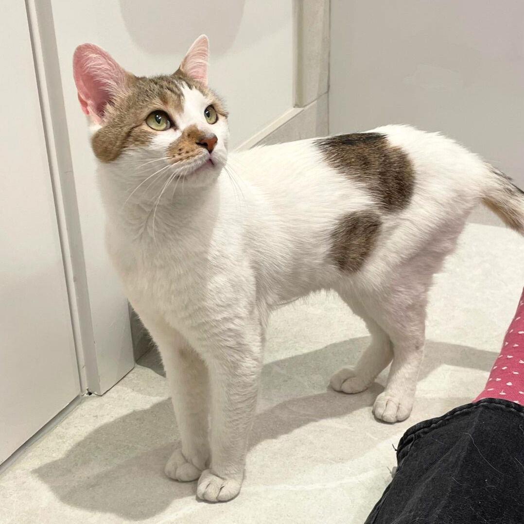 Perfect, Adopted, Adult Male Domestic Short Hair.