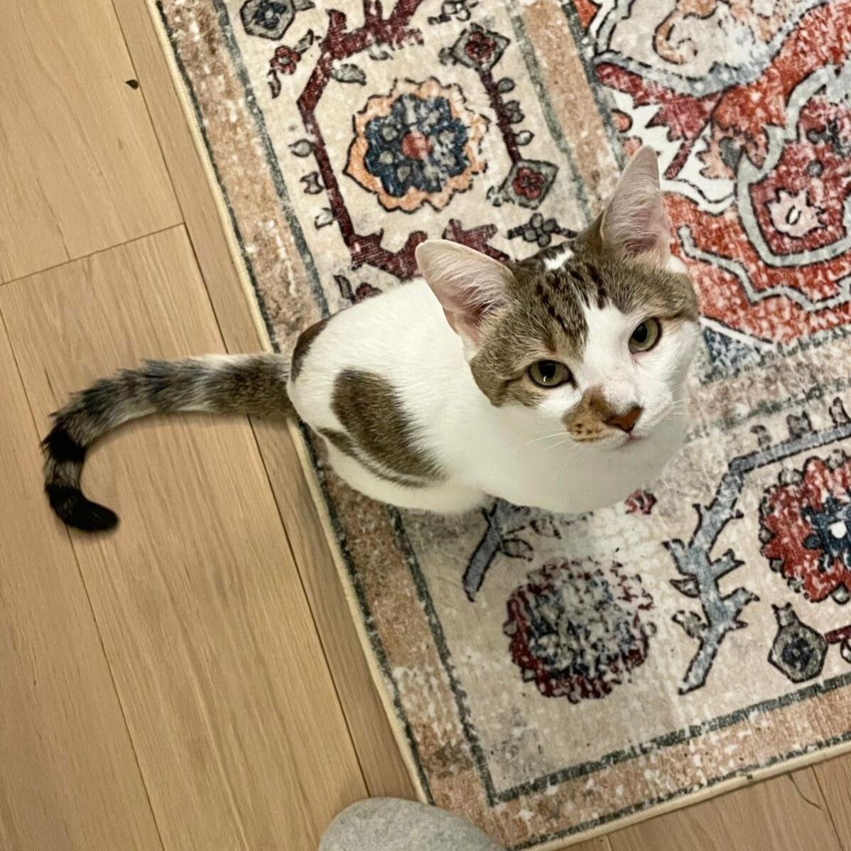 Perfect, a Adopted Domestic Short Hair in Brooklyn, NY image 2/3