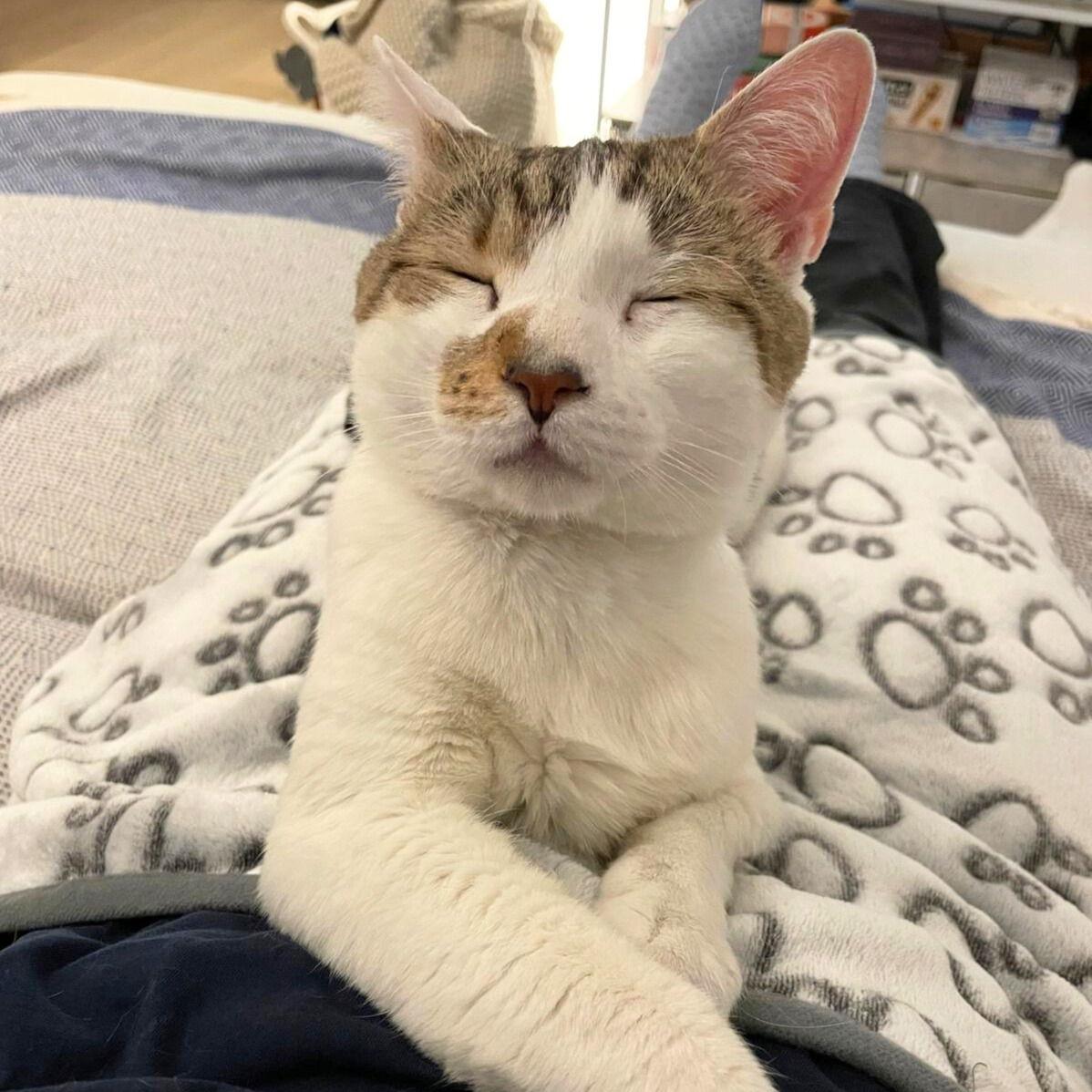 Perfect, a Adopted Domestic Short Hair in Brooklyn, NY image 3/3