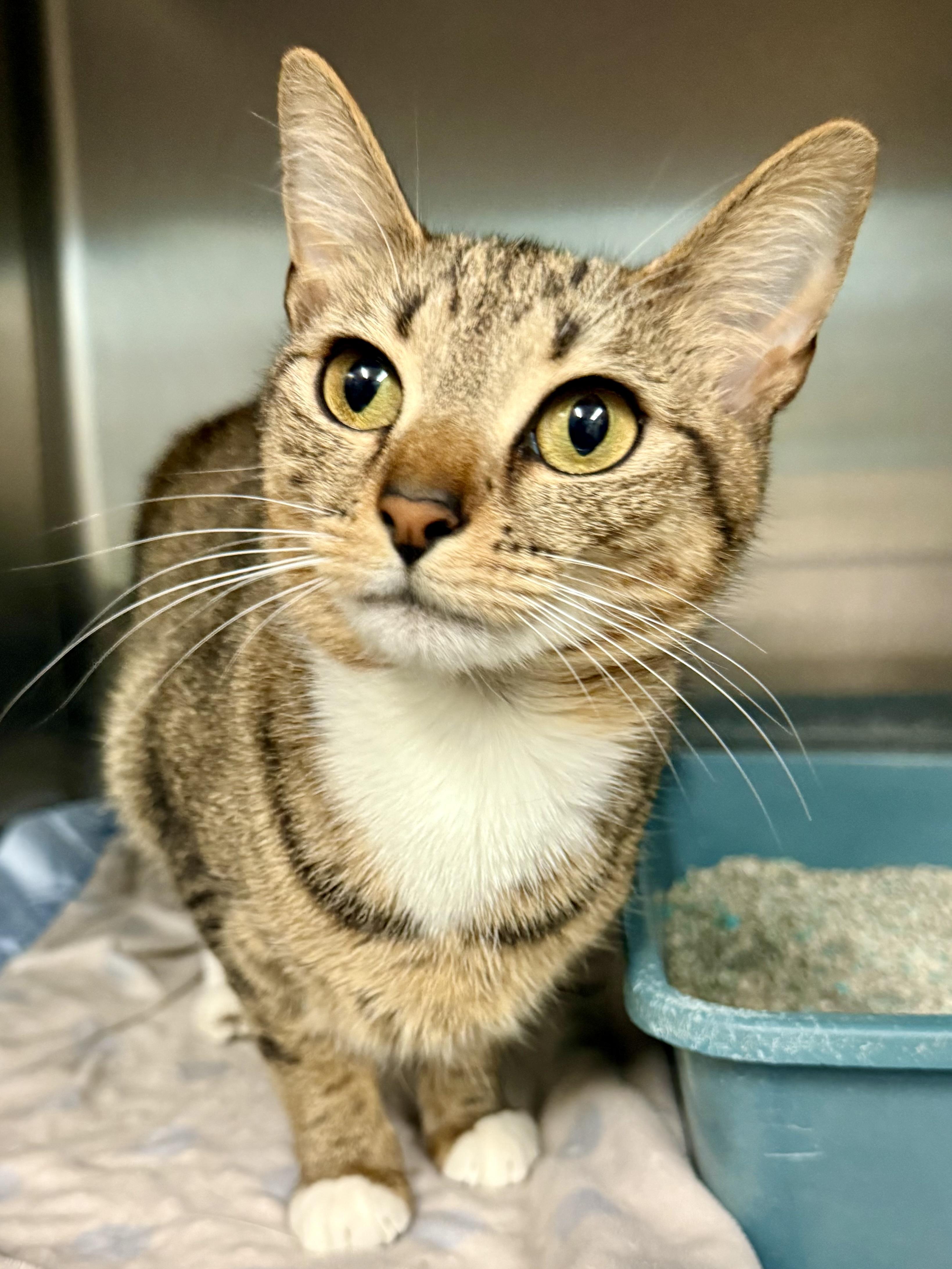 Enlarge Mandy, an adopted Domestic Short Hair in Exeter, RI image 1/1