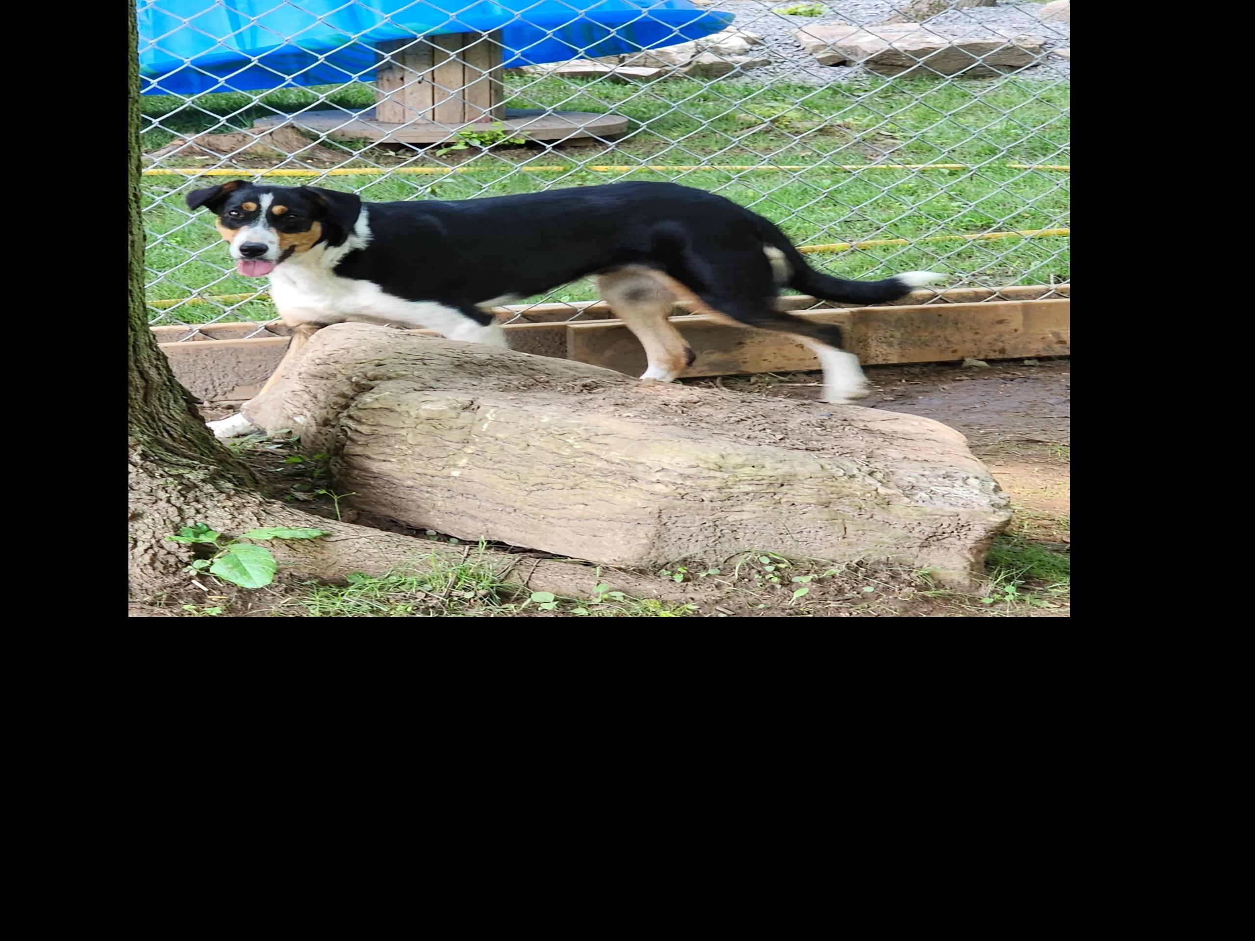 Enlarge Bella, a Adopted Border Collie in Addison, ON image 1/1