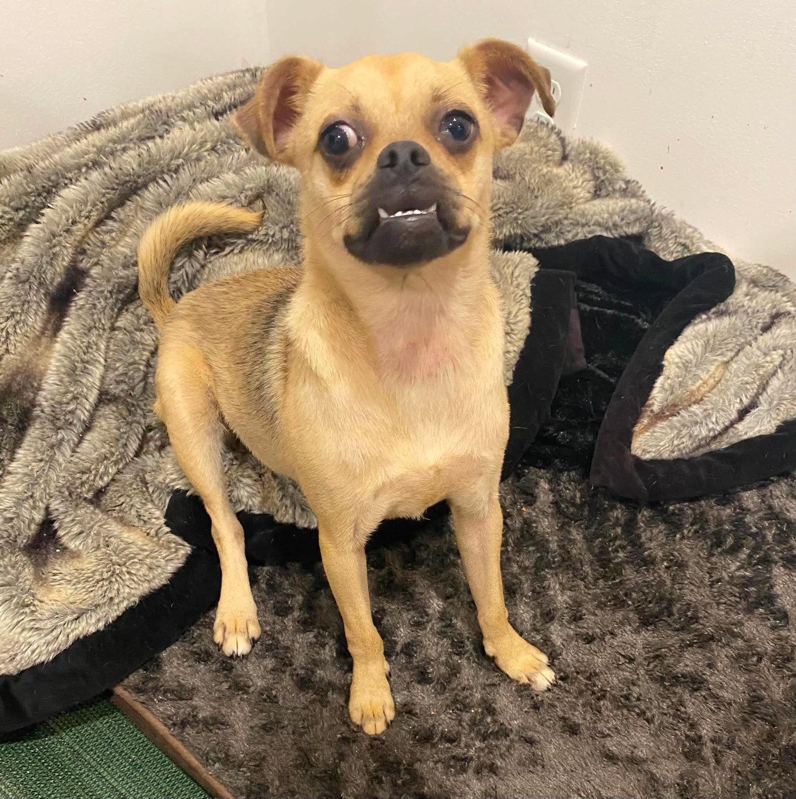 Sophie, Adoptable, Puppy Female Pug.
