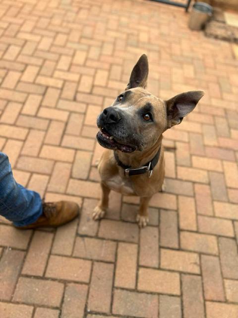 Holland, a Adoptable mixed breed in Stone Mountain, GA image 1/6