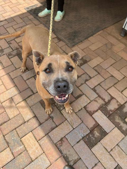 Holland, a Adoptable mixed breed in Stone Mountain, GA image 2/6