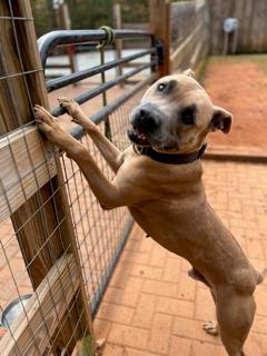 Holland, a Adoptable mixed breed in Stone Mountain, GA image 3/6