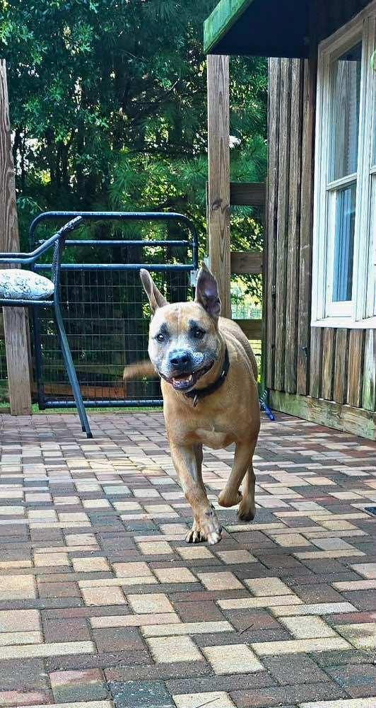 Holland, a Adoptable mixed breed in Stone Mountain, GA image 4/6