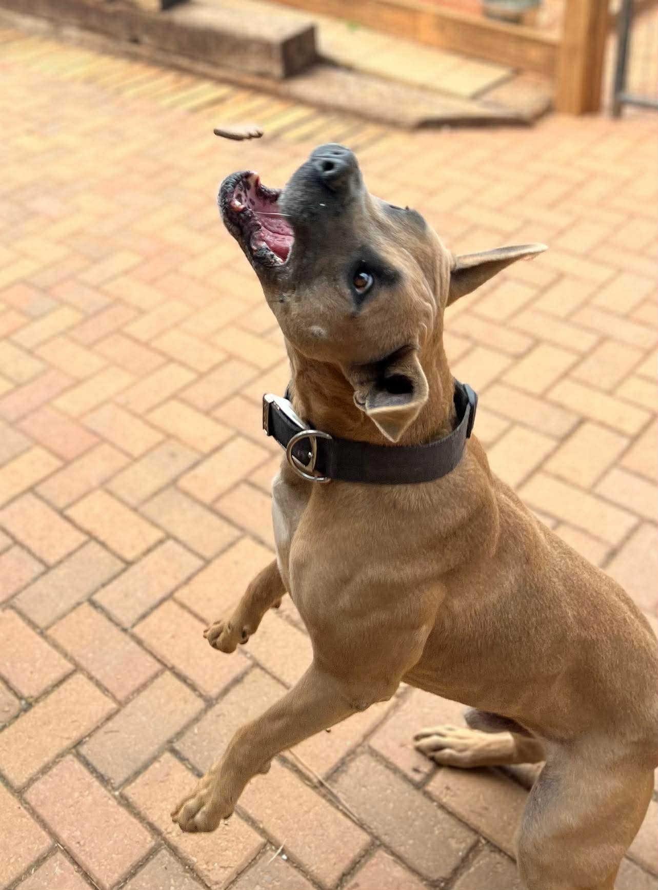 Holland, a Adoptable mixed breed in Stone Mountain, GA image 5/6