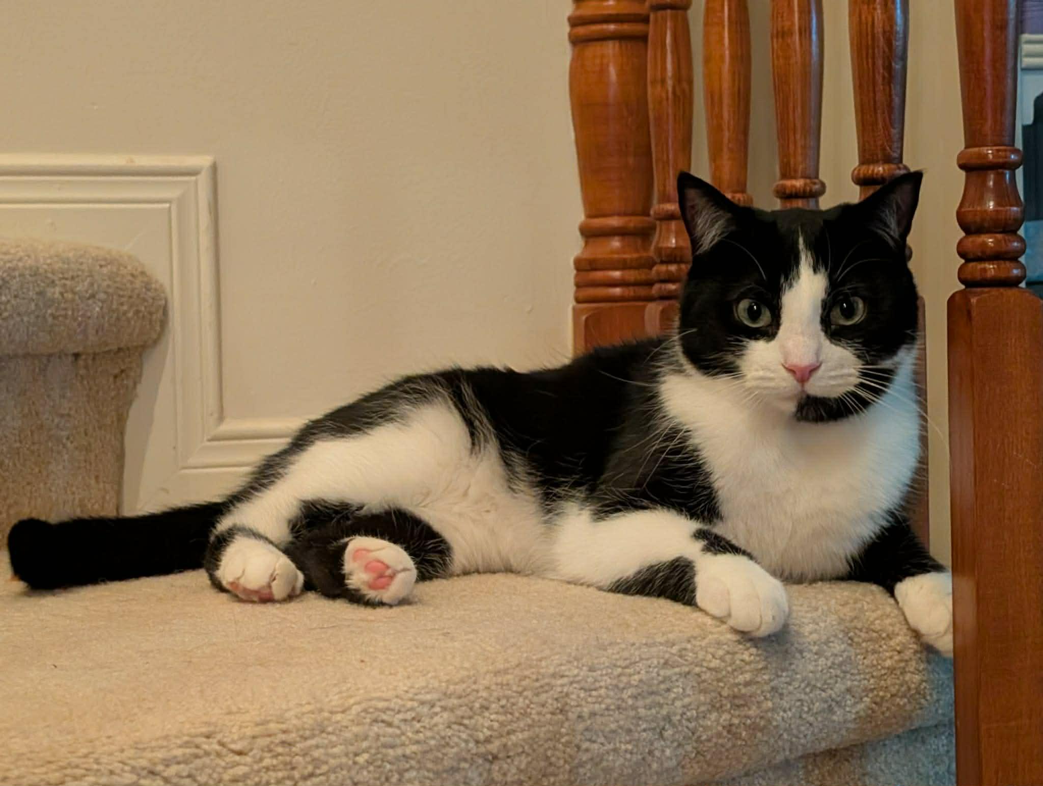 Enlarge Cha Cha, a ADOPTABLE Domestic Short Hair in Ottawa, ON image 3/5