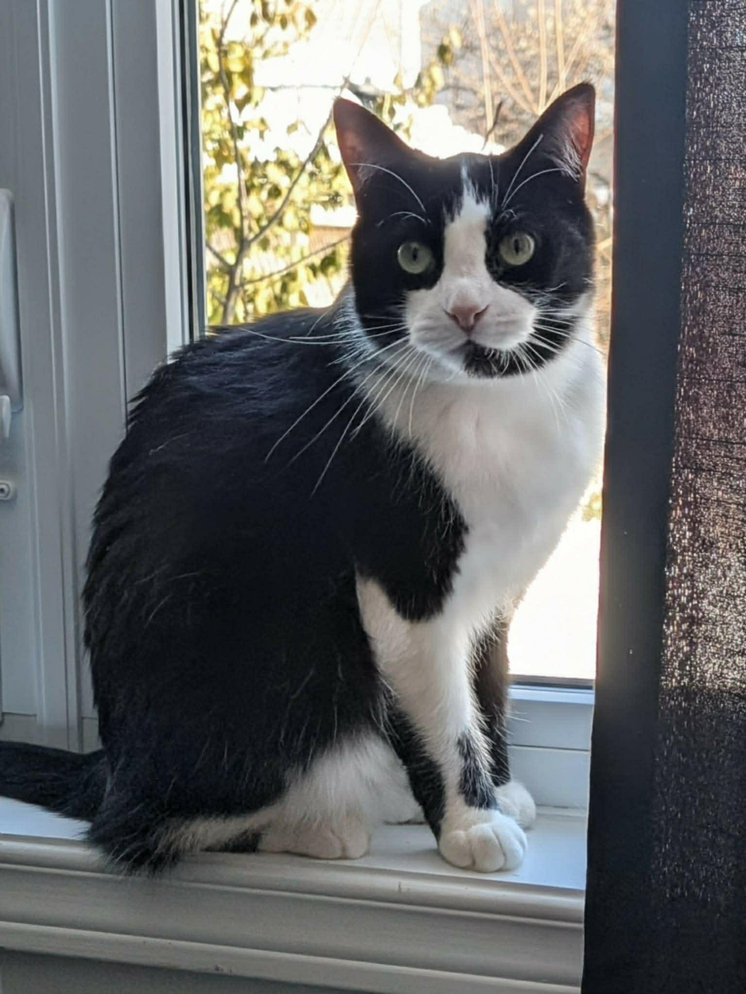 Enlarge Cha Cha, a ADOPTABLE Domestic Short Hair in Ottawa, ON image 1/5