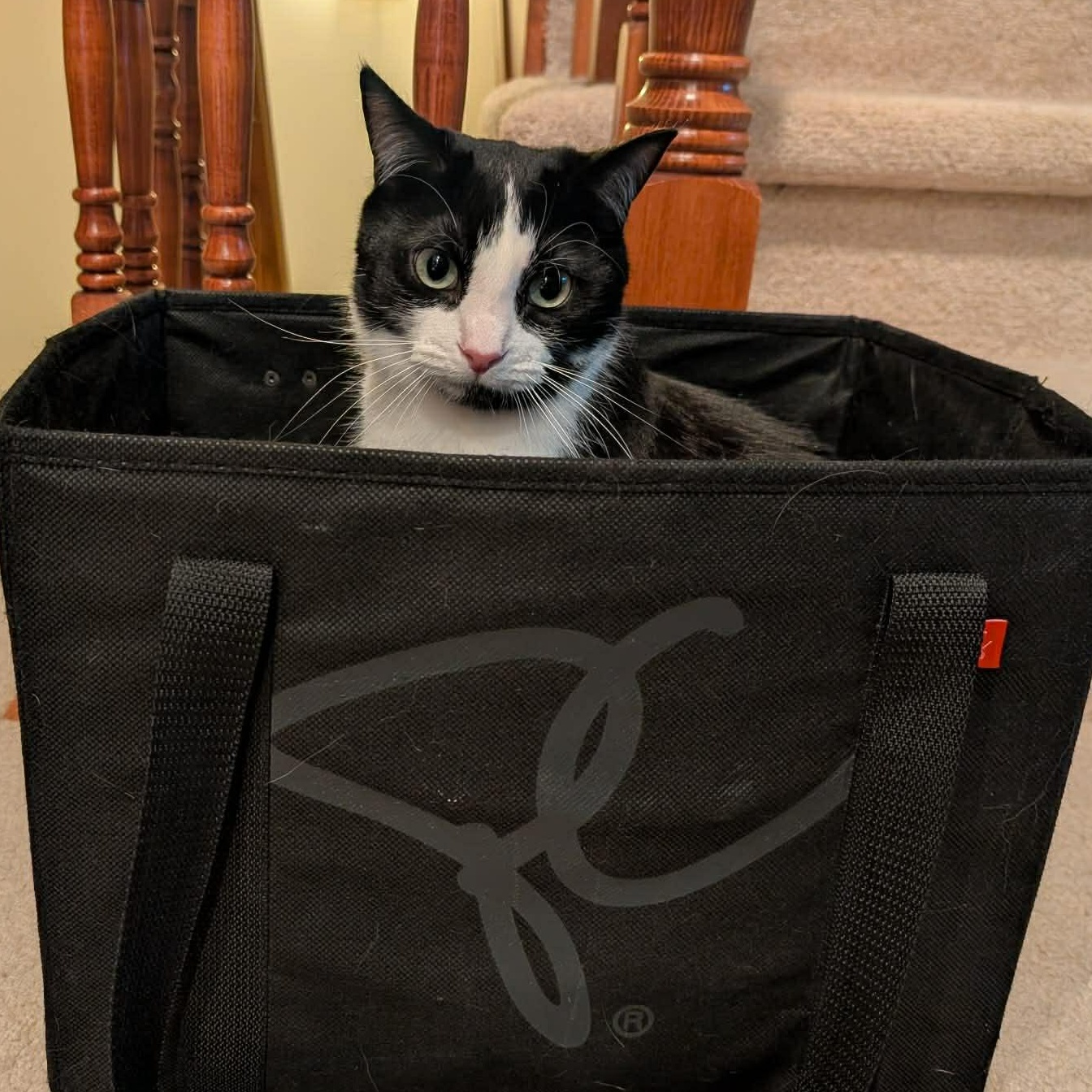 Enlarge Cha Cha, a ADOPTABLE Domestic Short Hair in Ottawa, ON image 4/5