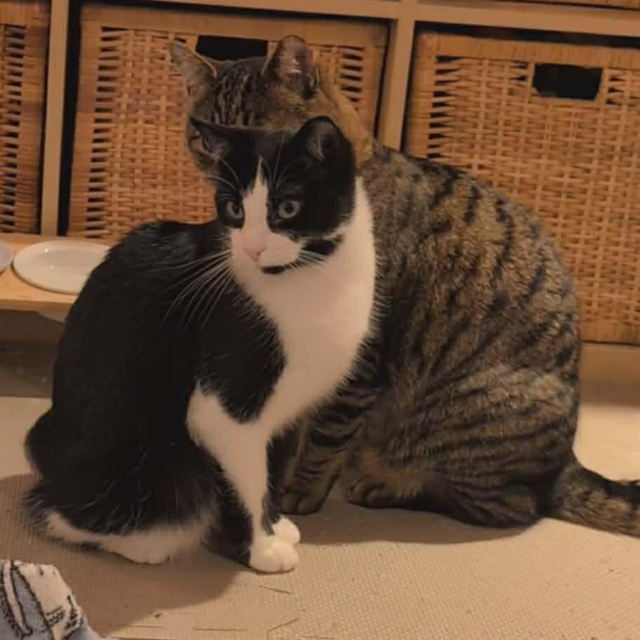 Enlarge Cha Cha, a ADOPTABLE Domestic Short Hair in Ottawa, ON image 5/5