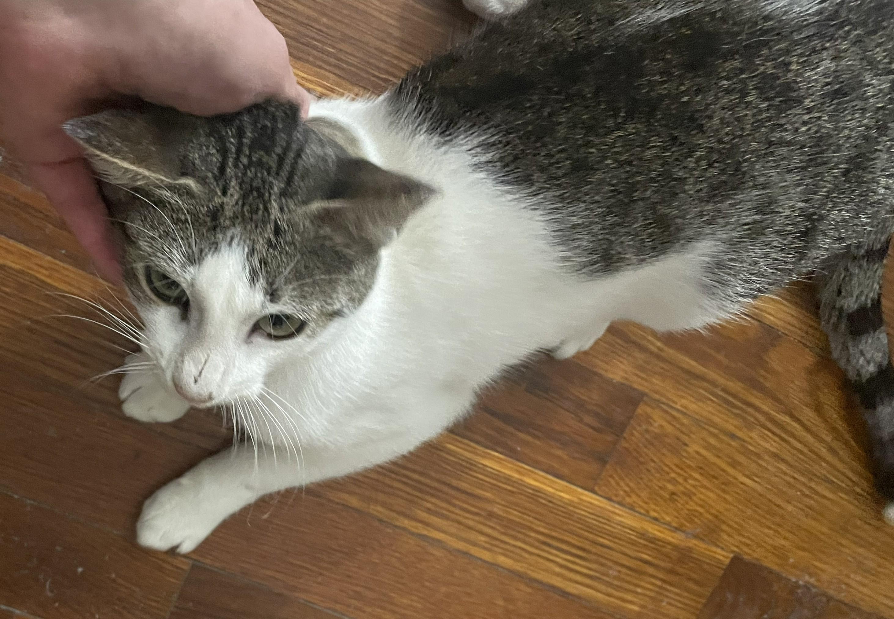 Claudio, a Adoptable Domestic Short Hair in Jamaica Plain, MA image 2/4