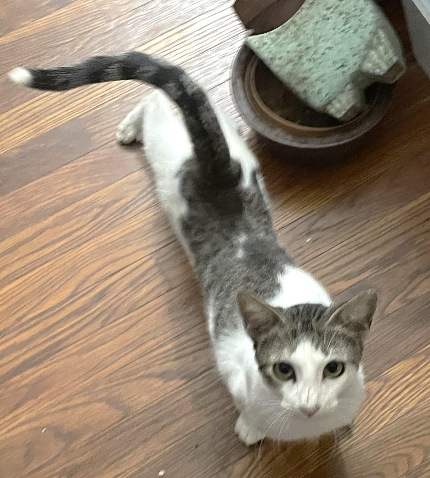 Claudio, Adoptable, Kitten Male Domestic Short Hair.