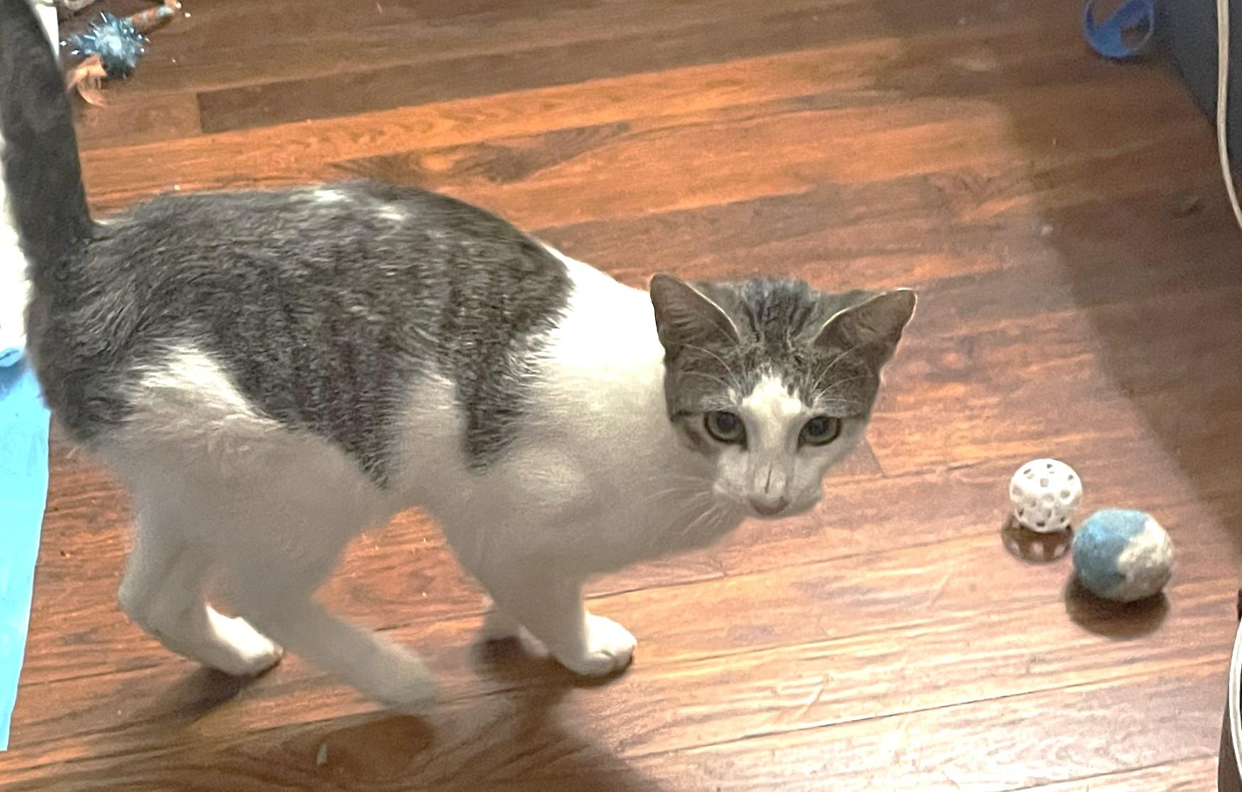 Claudio, a Adoptable Domestic Short Hair in Jamaica Plain, MA image 3/4