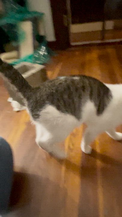 Enlarge Claudio, a Adoptable Domestic Short Hair in Jamaica Plain, MA video 4/4