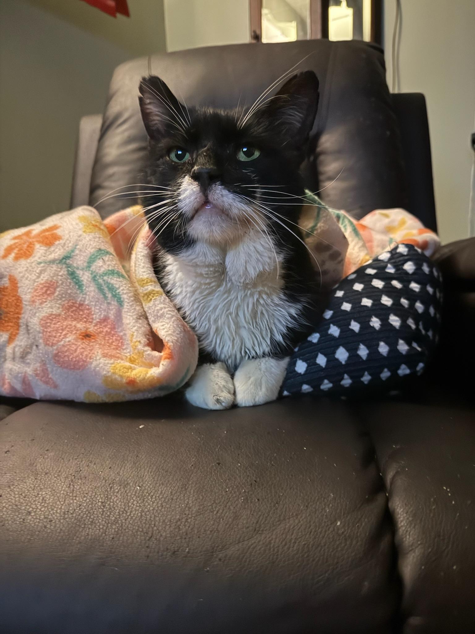 Bubeleh, ADOPTABLE, Adult Male Domestic Short Hair.