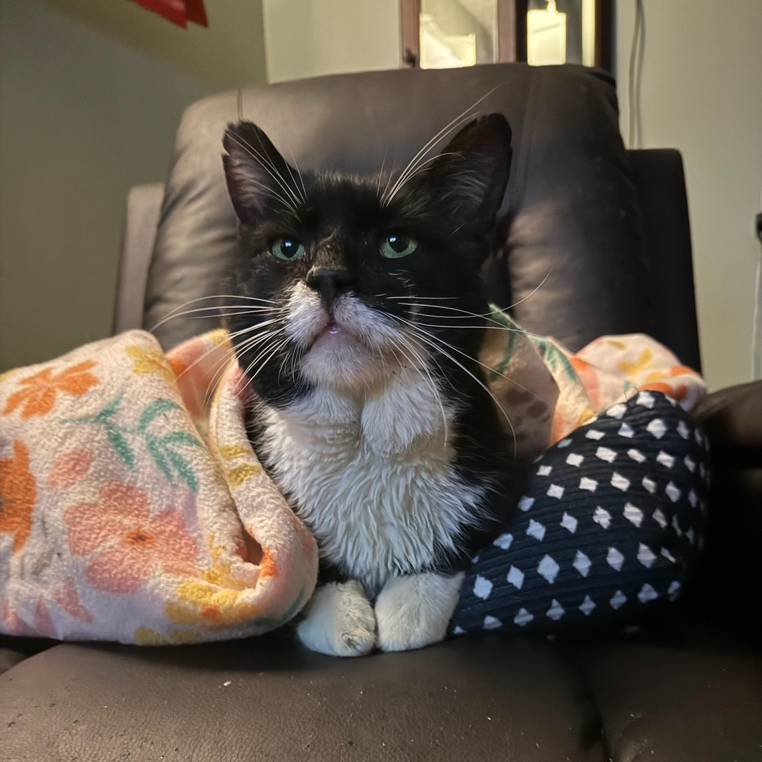 Bubeleh, a ADOPTABLE Domestic Short Hair in Gaylordsville, CT image 2/2