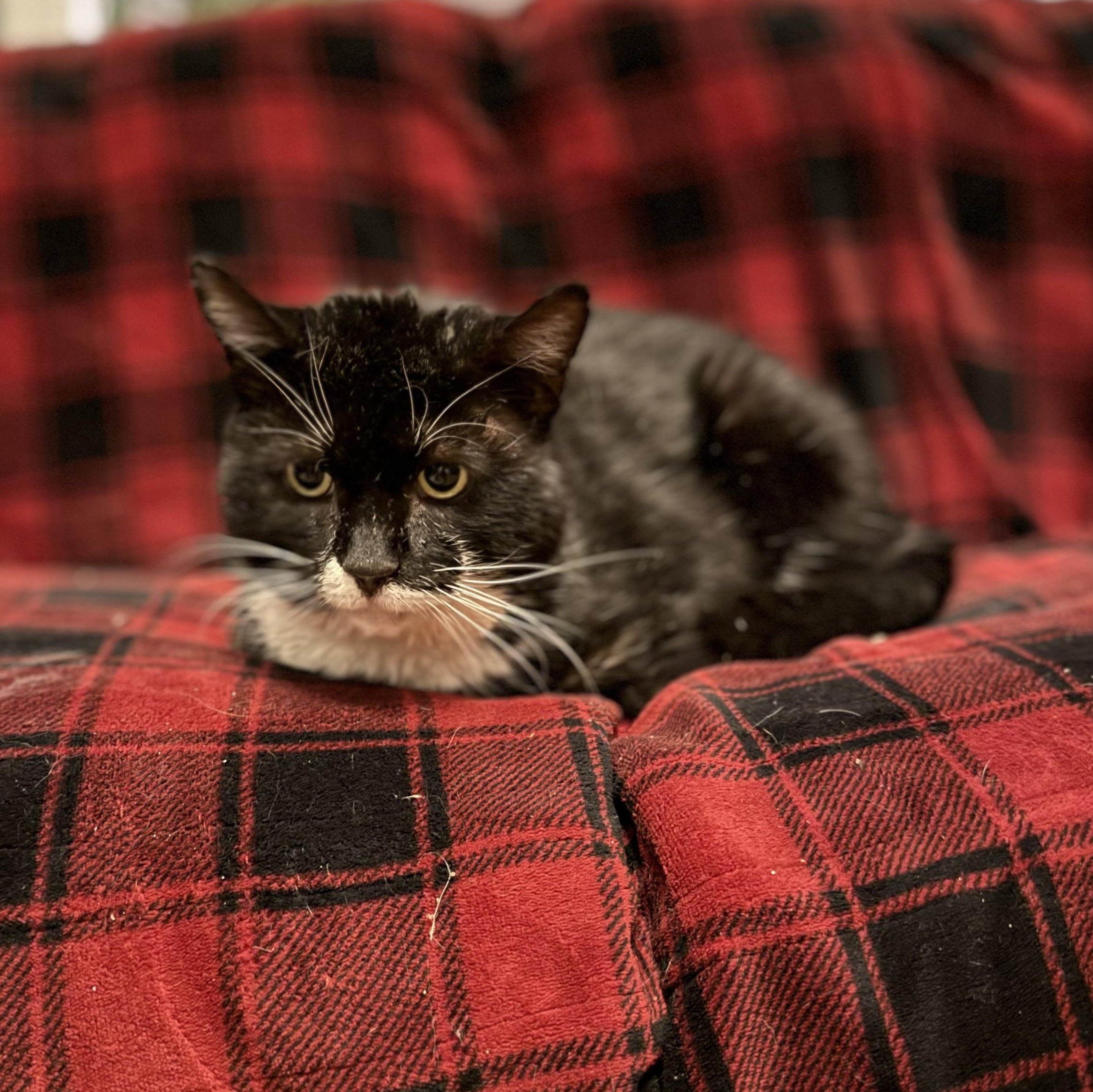 Bubeleh, ADOPTABLE, Adult Male Domestic Short Hair.