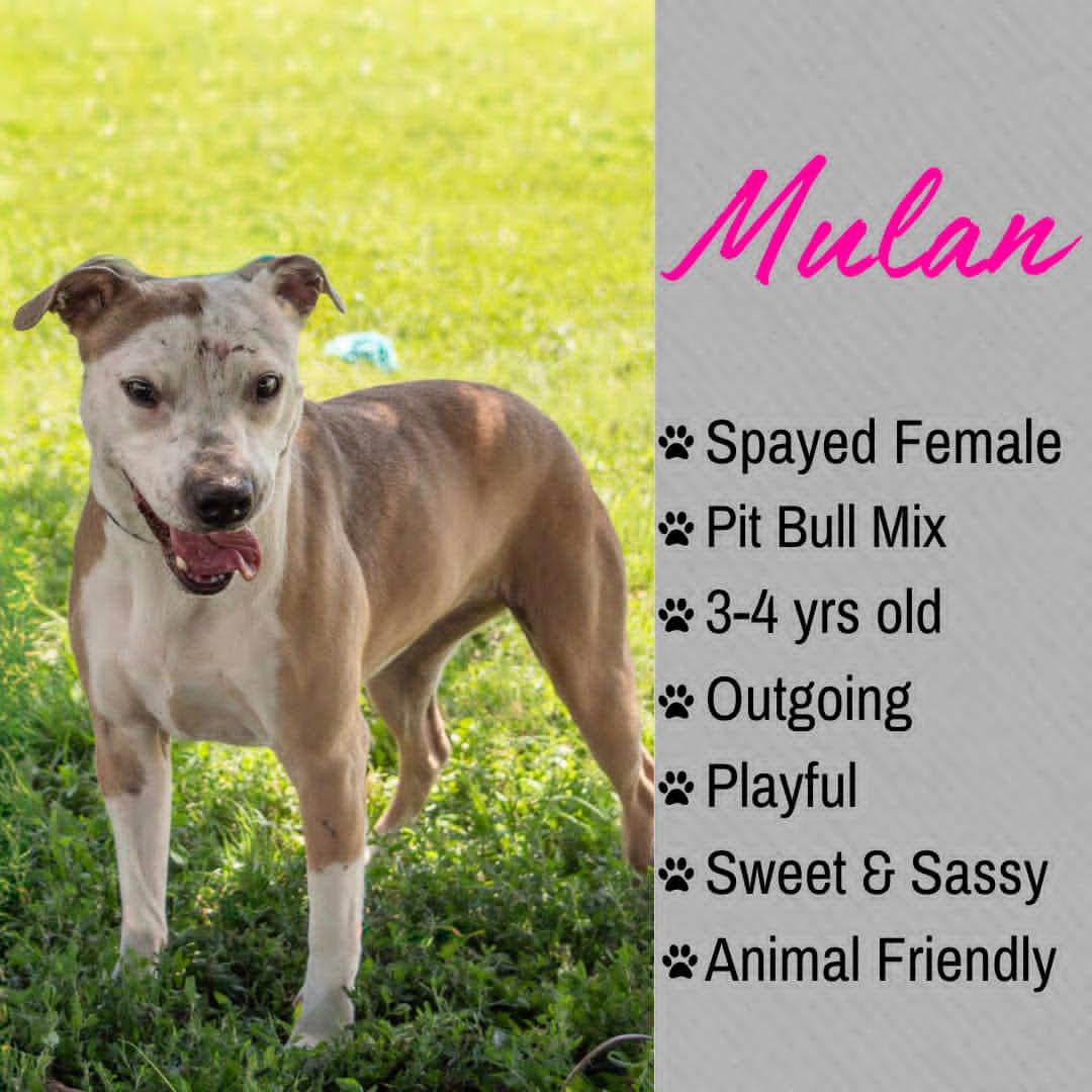 Enlarge Mulan, a ADOPTABLE mixed breed in Junction City, KS image 1/1