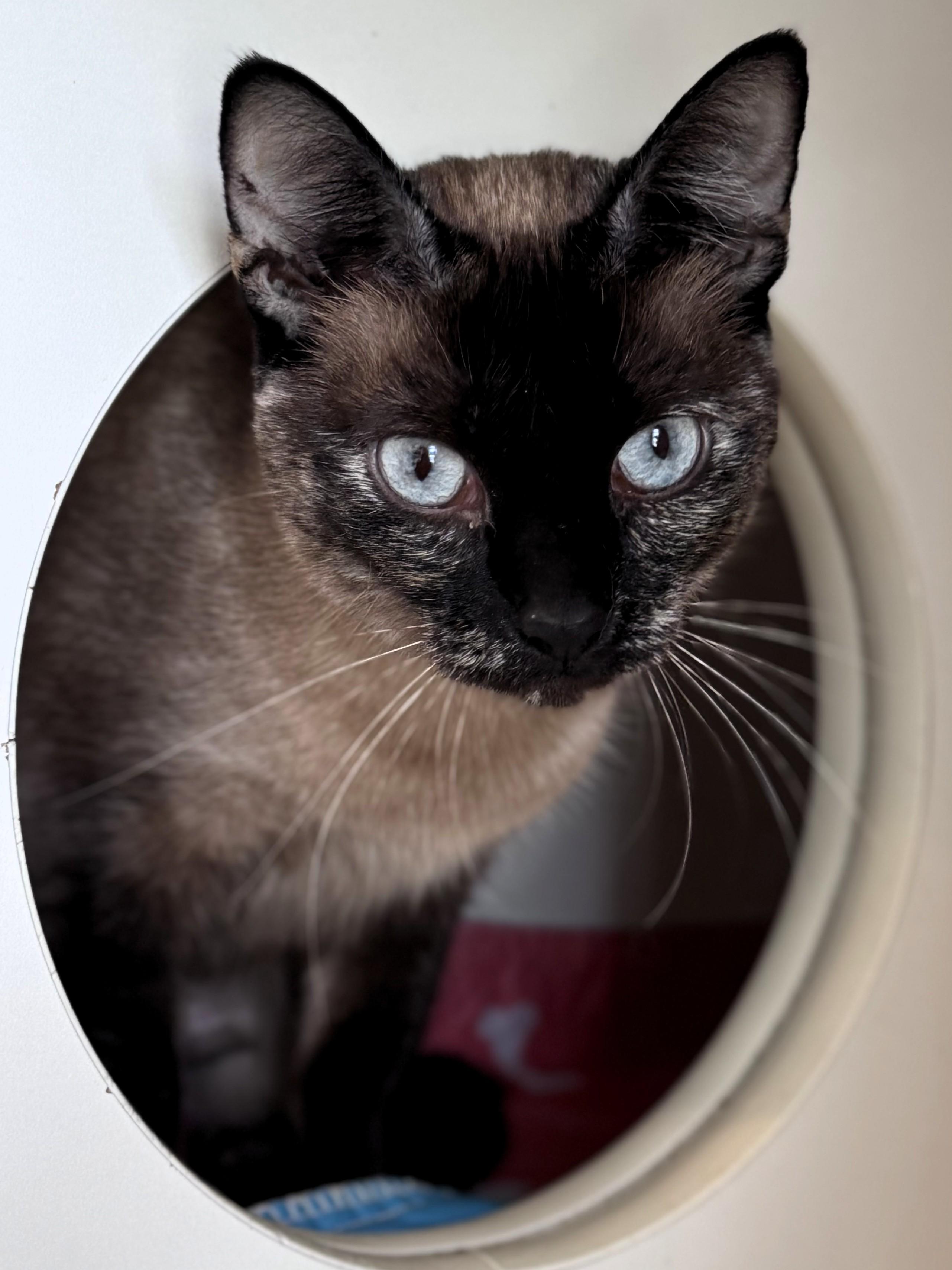 Enlarge Frankie, an adopted mixed breed in Pekin, IL image 3/3