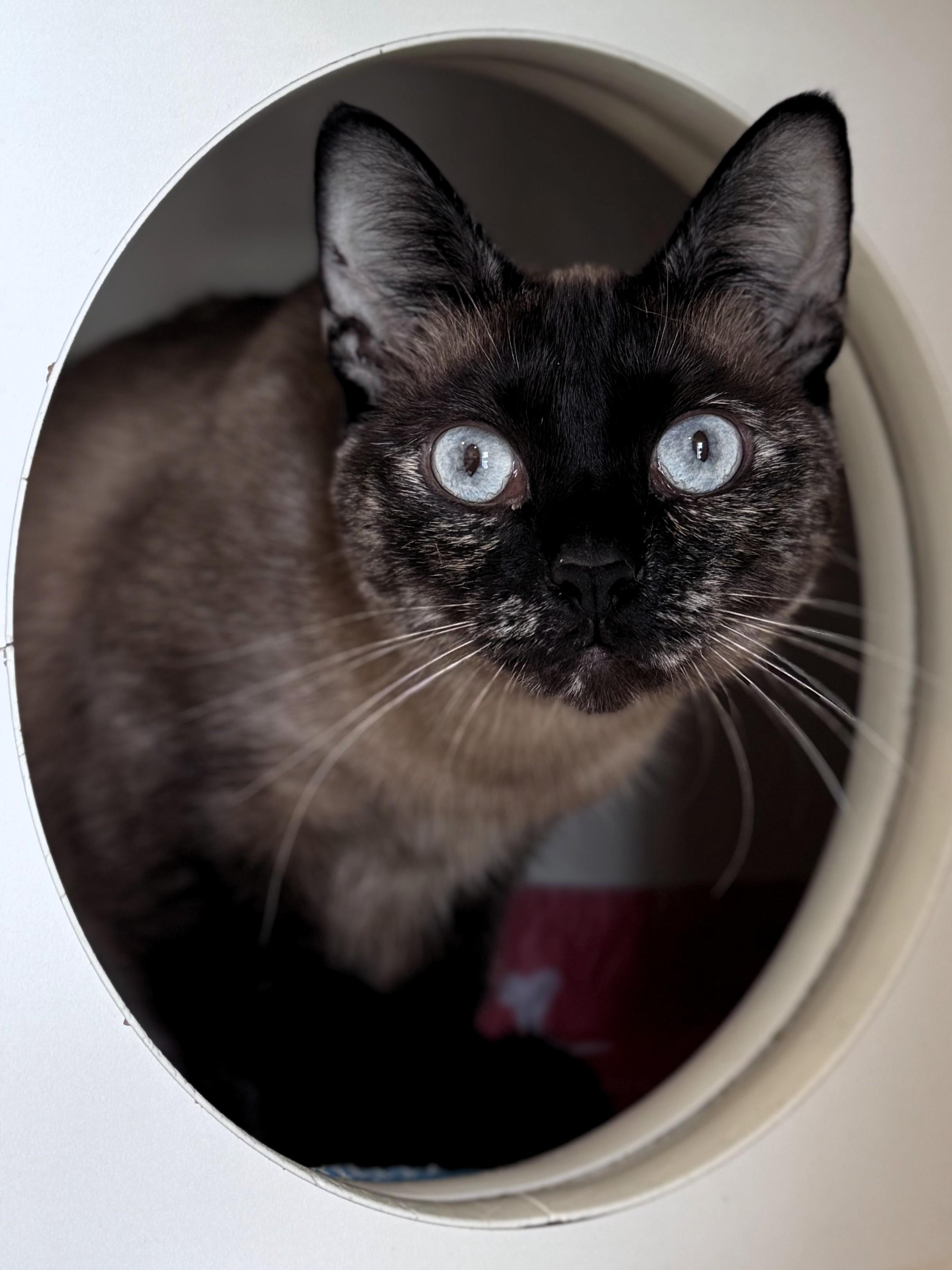Frankie, adopted, Adult Female Siamese & Tortoiseshell.