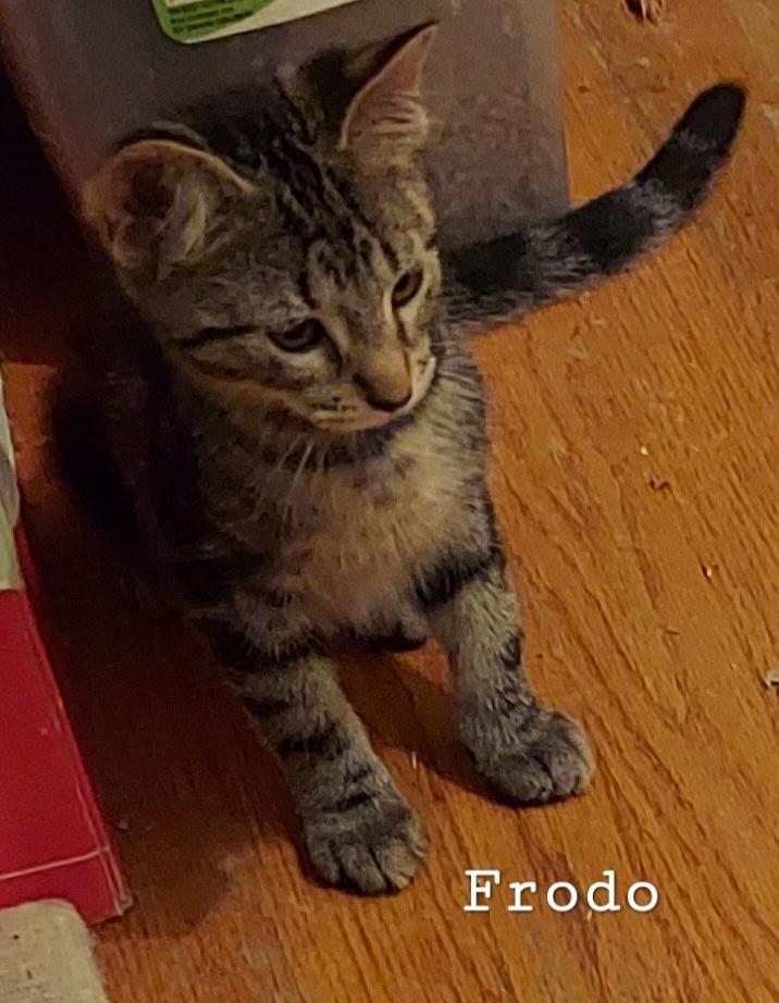Frodo, adopted, Kitten Male Domestic Short Hair.