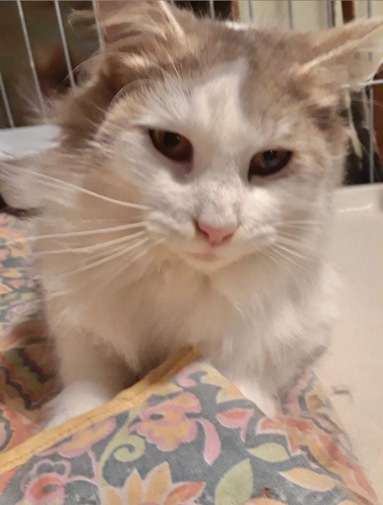 Enlarge Bonded Pair, a Adoptable Domestic Medium Hair in Vallejo, CA image 1/2