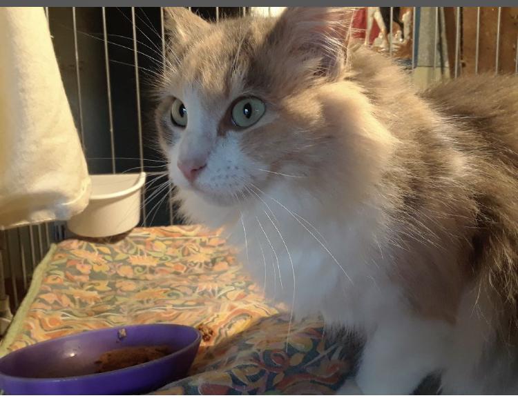 Bonded Pair, Adoptable, Young Female Domestic Medium Hair.